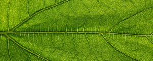 Preview wallpaper leaf, green, veins, macro, greenery