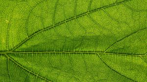 Preview wallpaper leaf, green, veins, macro, greenery