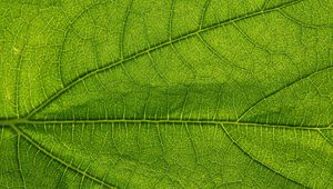 Preview wallpaper leaf, green, veins, macro, greenery