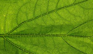 Preview wallpaper leaf, green, veins, macro, greenery