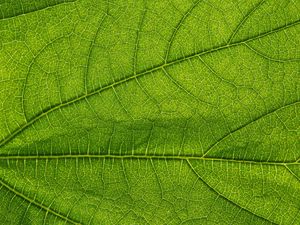 Preview wallpaper leaf, green, veins, macro, greenery