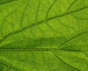 Preview wallpaper leaf, green, veins, macro, greenery
