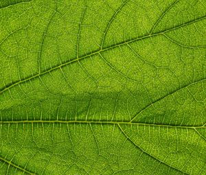 Preview wallpaper leaf, green, veins, macro, greenery