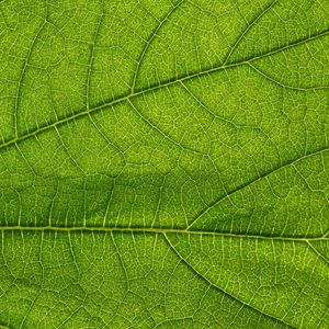 Preview wallpaper leaf, green, veins, macro, greenery