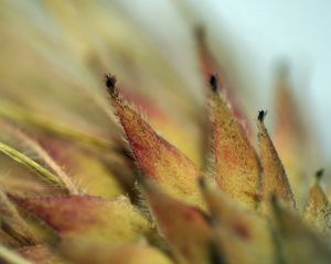 Preview wallpaper leaf, hairs, edges