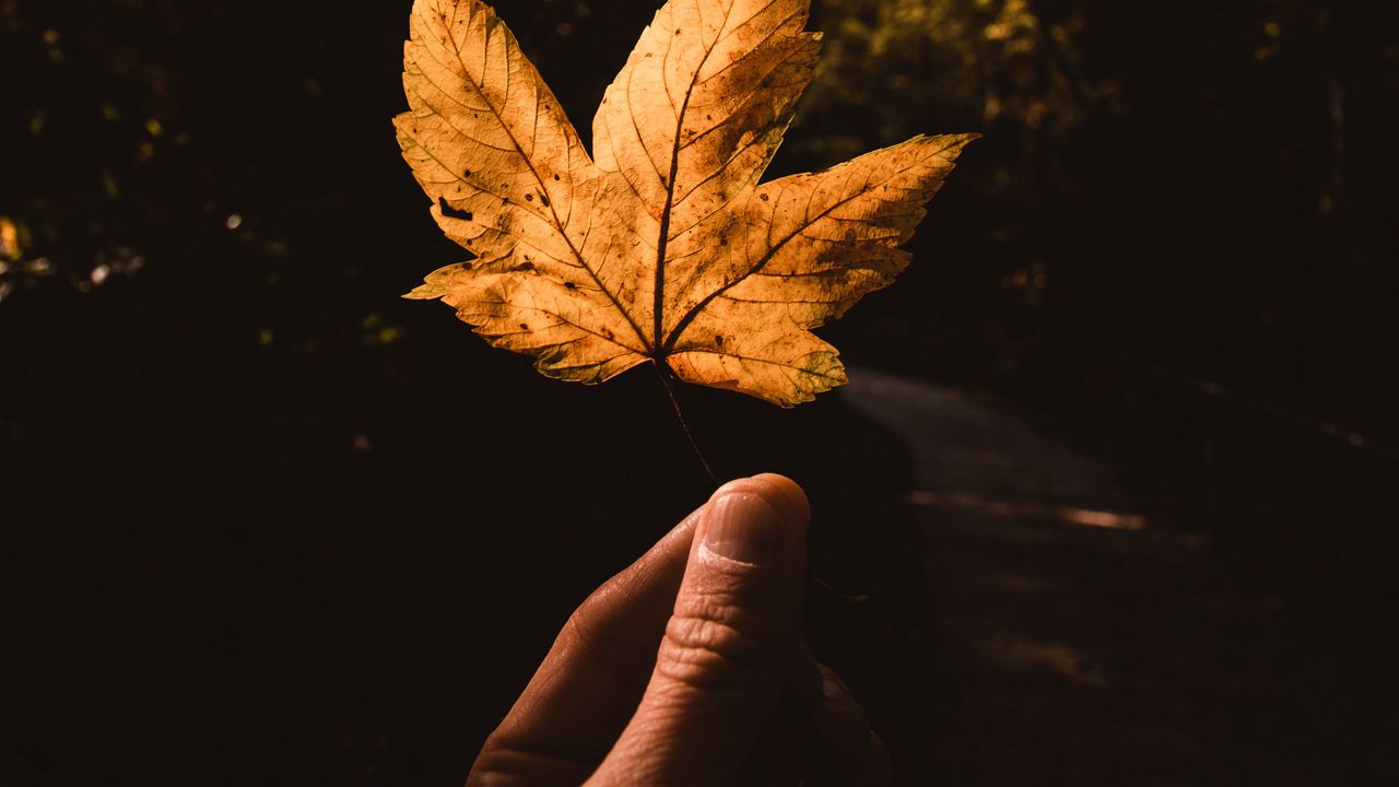 Wallpaper leaf, hand, autumn, yellow