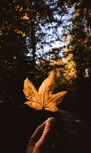 Preview wallpaper leaf, hand, autumn, yellow