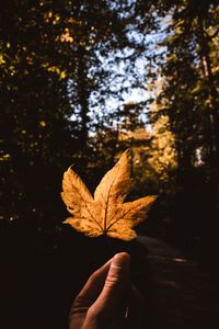 Preview wallpaper leaf, hand, autumn, yellow