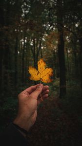 Preview wallpaper leaf, hand, autumn, forest