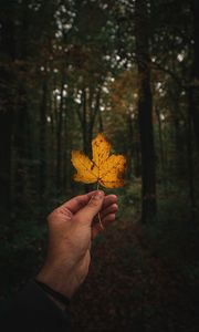 Preview wallpaper leaf, hand, autumn, forest