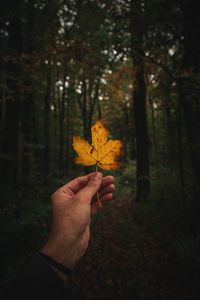 Preview wallpaper leaf, hand, autumn, forest