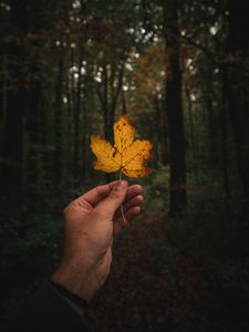 Preview wallpaper leaf, hand, autumn, forest