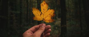 Preview wallpaper leaf, hand, autumn, forest