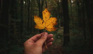 Preview wallpaper leaf, hand, autumn, forest
