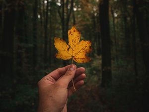 Preview wallpaper leaf, hand, autumn, forest