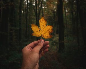 Preview wallpaper leaf, hand, autumn, forest