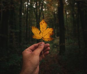 Preview wallpaper leaf, hand, autumn, forest