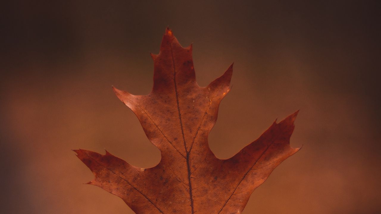 Wallpaper leaf, hand, autumn, macro