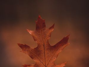 Preview wallpaper leaf, hand, autumn, macro