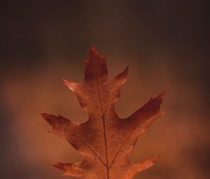 Preview wallpaper leaf, hand, autumn, macro
