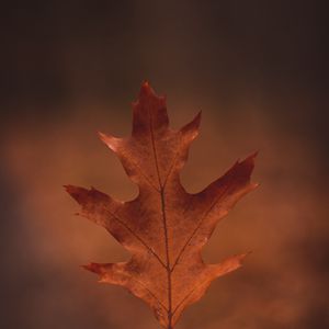 Preview wallpaper leaf, hand, autumn, macro