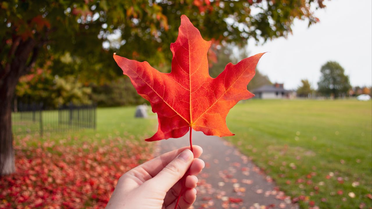 Wallpaper leaf, hand, autumn, maple, red