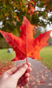 Preview wallpaper leaf, hand, autumn, maple, red