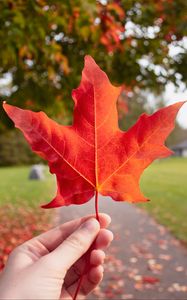 Preview wallpaper leaf, hand, autumn, maple, red