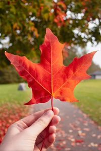 Preview wallpaper leaf, hand, autumn, maple, red