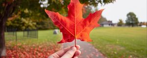 Preview wallpaper leaf, hand, autumn, maple, red