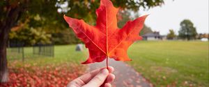 Preview wallpaper leaf, hand, autumn, maple, red