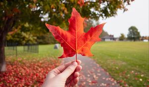 Preview wallpaper leaf, hand, autumn, maple, red