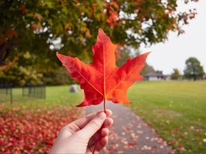 Preview wallpaper leaf, hand, autumn, maple, red