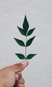 Preview wallpaper leaf, hand, branch