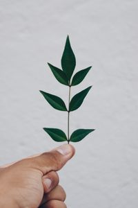 Preview wallpaper leaf, hand, branch