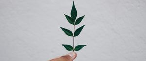 Preview wallpaper leaf, hand, branch