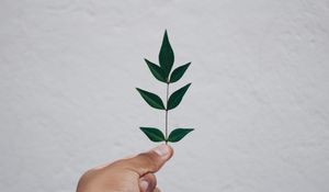 Preview wallpaper leaf, hand, branch