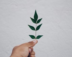 Preview wallpaper leaf, hand, branch