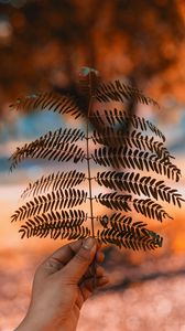 Preview wallpaper leaf, hand, branch, plant, blur
