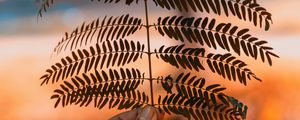 Preview wallpaper leaf, hand, branch, plant, blur