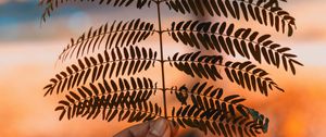 Preview wallpaper leaf, hand, branch, plant, blur
