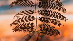 Preview wallpaper leaf, hand, branch, plant, blur