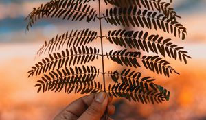 Preview wallpaper leaf, hand, branch, plant, blur