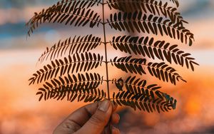 Preview wallpaper leaf, hand, branch, plant, blur