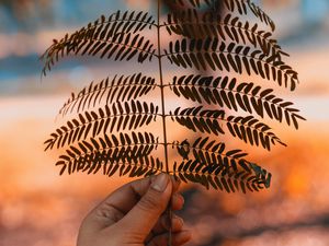 Preview wallpaper leaf, hand, branch, plant, blur