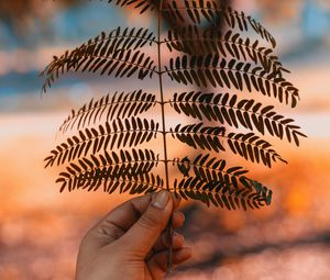 Preview wallpaper leaf, hand, branch, plant, blur