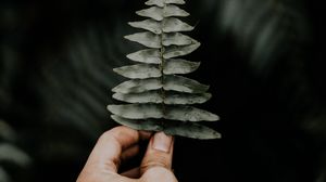 Preview wallpaper leaf, hand, fern, macro