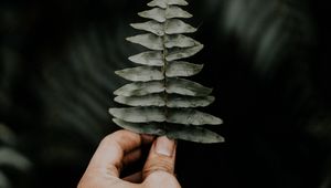 Preview wallpaper leaf, hand, fern, macro