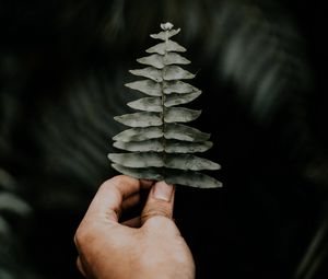 Preview wallpaper leaf, hand, fern, macro