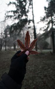 Preview wallpaper leaf, hand, fingers, glove